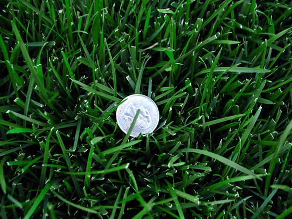 Performance Of Tall Fescue Turfgrass Cultivars In California Lawn Nation