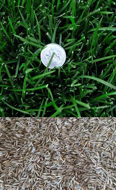 tall fescue seed
